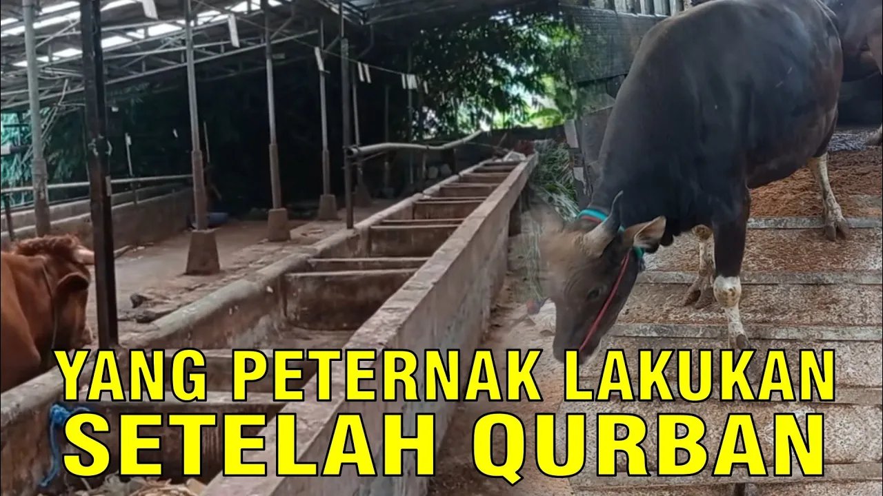 
                                 Usaha-Peternak-Setelah-Qurban,-Apa-Yang-Harus-Dilakukan